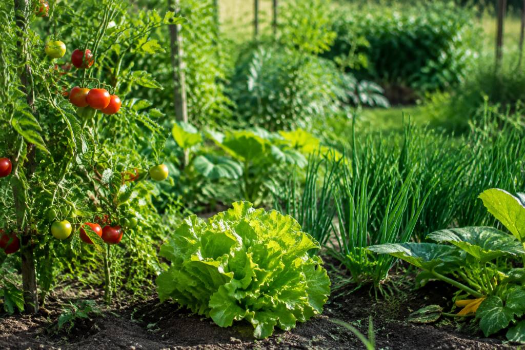Jardin potager : quels sont les légumes les plus simples à produire